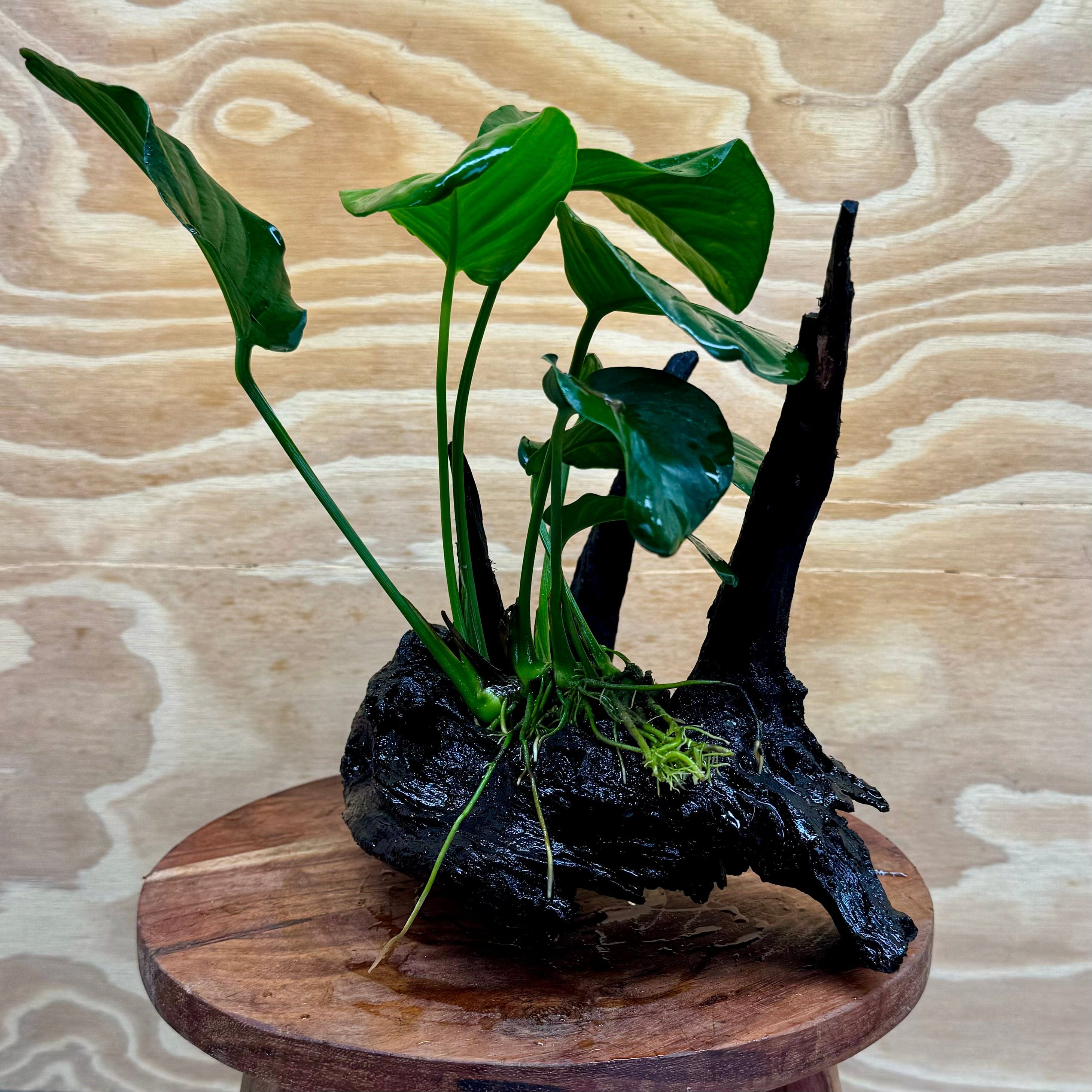 Pisces Enterprises Driftwood Creation Anubias 'Jenny' on Medium Driftwood Creation