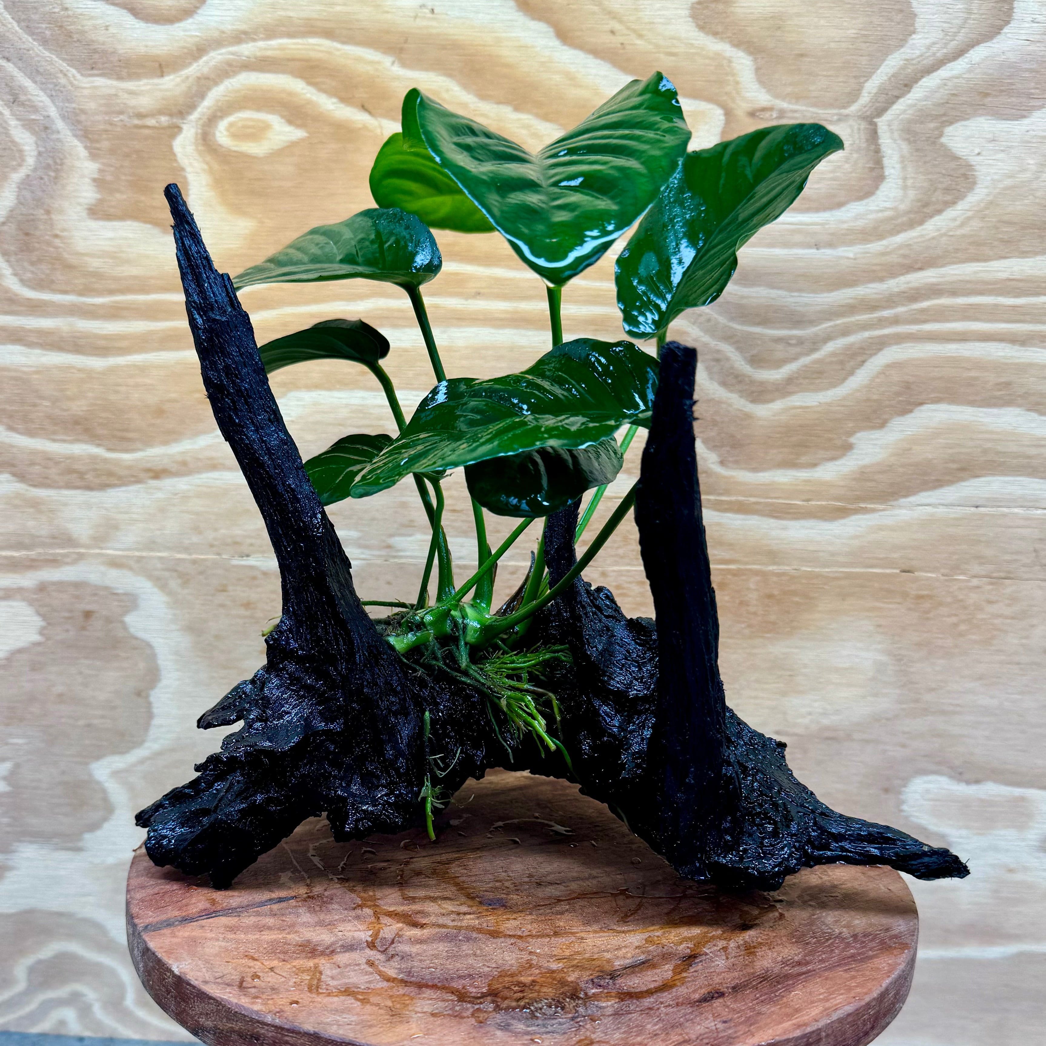 Pisces Enterprises Driftwood Creation Anubias 'Jenny' on Medium Driftwood Creation