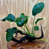 Pisces Enterprises Driftwood Creation Anubias 'Jenny' on Medium Driftwood Creation Anubias 'Jenny' on Medium Driftwood Creation