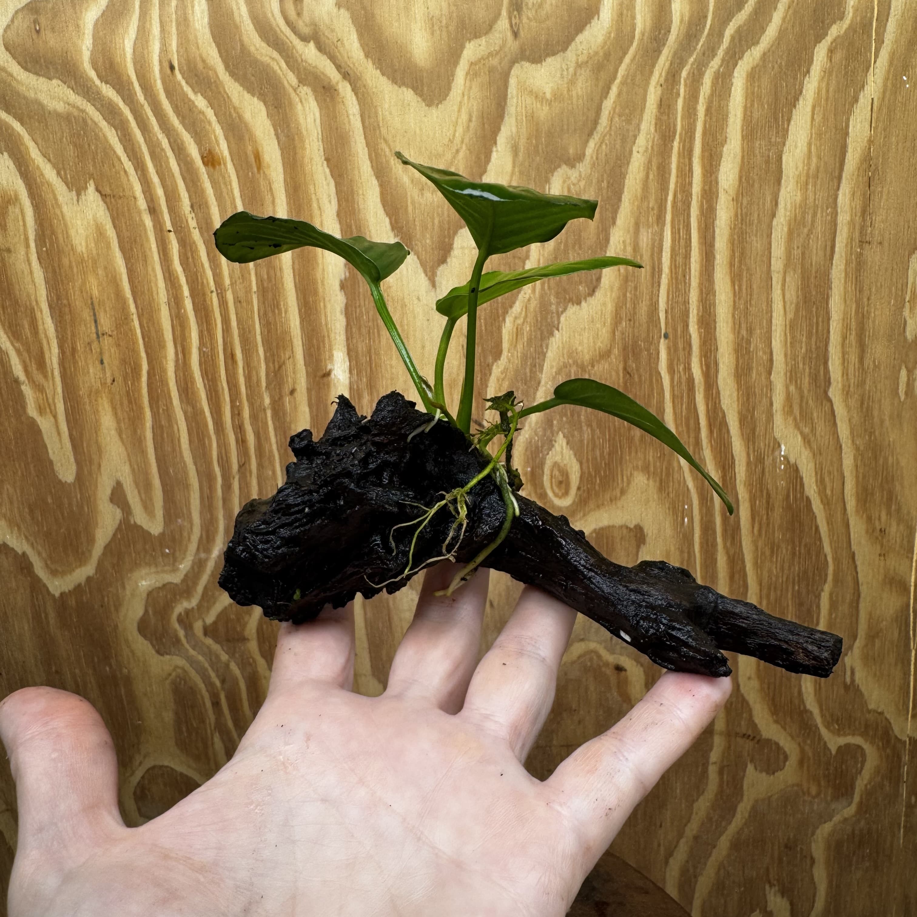 Pisces Enterprises Driftwood Creation Anubias 'Jenny' on Mini Driftwood Creation Shop for Anubias 'Jenny' on Mini Driftwood Creations Aquarium Plants