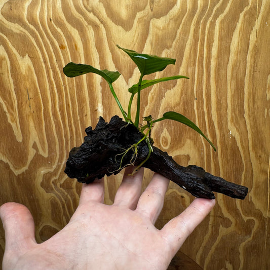 Pisces Enterprises Driftwood Creation Anubias 'Jenny' on Mini Driftwood Creation Shop for Anubias 'Jenny' on Mini Driftwood Creations Aquarium Plants