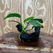 Pisces Enterprises Driftwood Creation Anubias 'Jenny' on Mini Driftwood Creation Shop for Anubias 'Jenny' on Mini Driftwood Creations Aquarium Plants