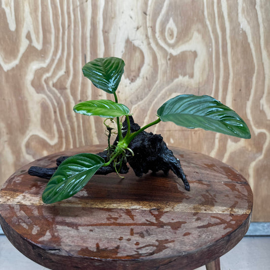 Pisces Enterprises Driftwood Creation Anubias 'Jenny' on Mini Driftwood Creation Shop for Anubias 'Jenny' on Mini Driftwood Creations Aquarium Plants