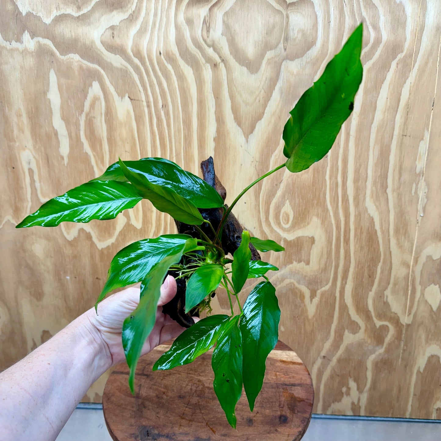 Pisces Enterprises Driftwood Creation Anubias 'Lisa' on Medium Driftwood Creation Anubias Isabelle on Medium Driftwood Aquarium Plants