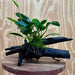 Pisces Enterprises Driftwood Creation Anubias 'Lucy' on Medium Driftwood Creation Anubias 'Lucy' on Medium Driftwood Creation