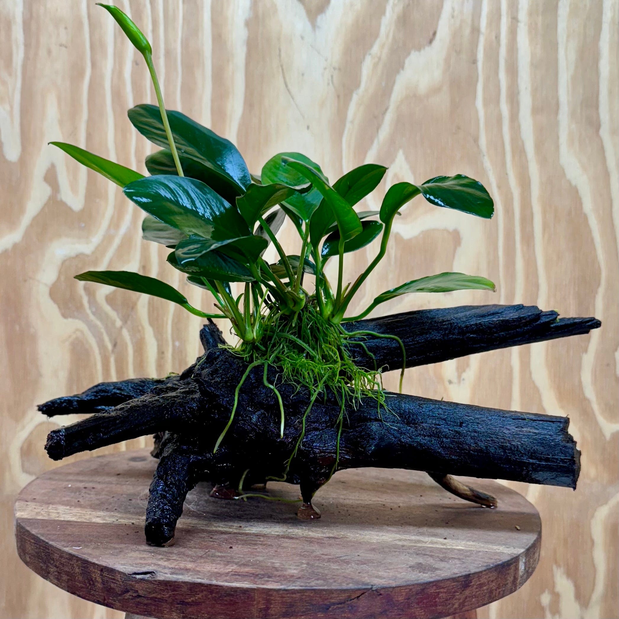 Pisces Enterprises Driftwood Creation Anubias 'Lucy' on Medium Driftwood Creation Anubias 'Lucy' on Medium Driftwood Creation