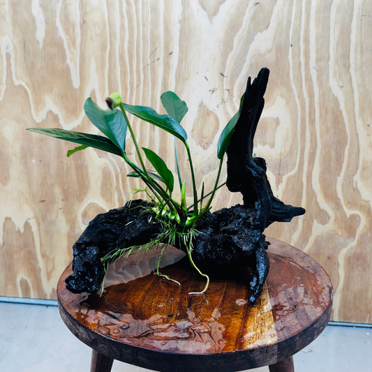 Pisces Enterprises Driftwood Creation Anubias 'Lucy' on Medium Driftwood Creation Anubias 'Lucy' on Medium Driftwood Creation