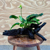 Pisces Enterprises Driftwood Creation Anubias 'Lucy' on Medium Driftwood Creation