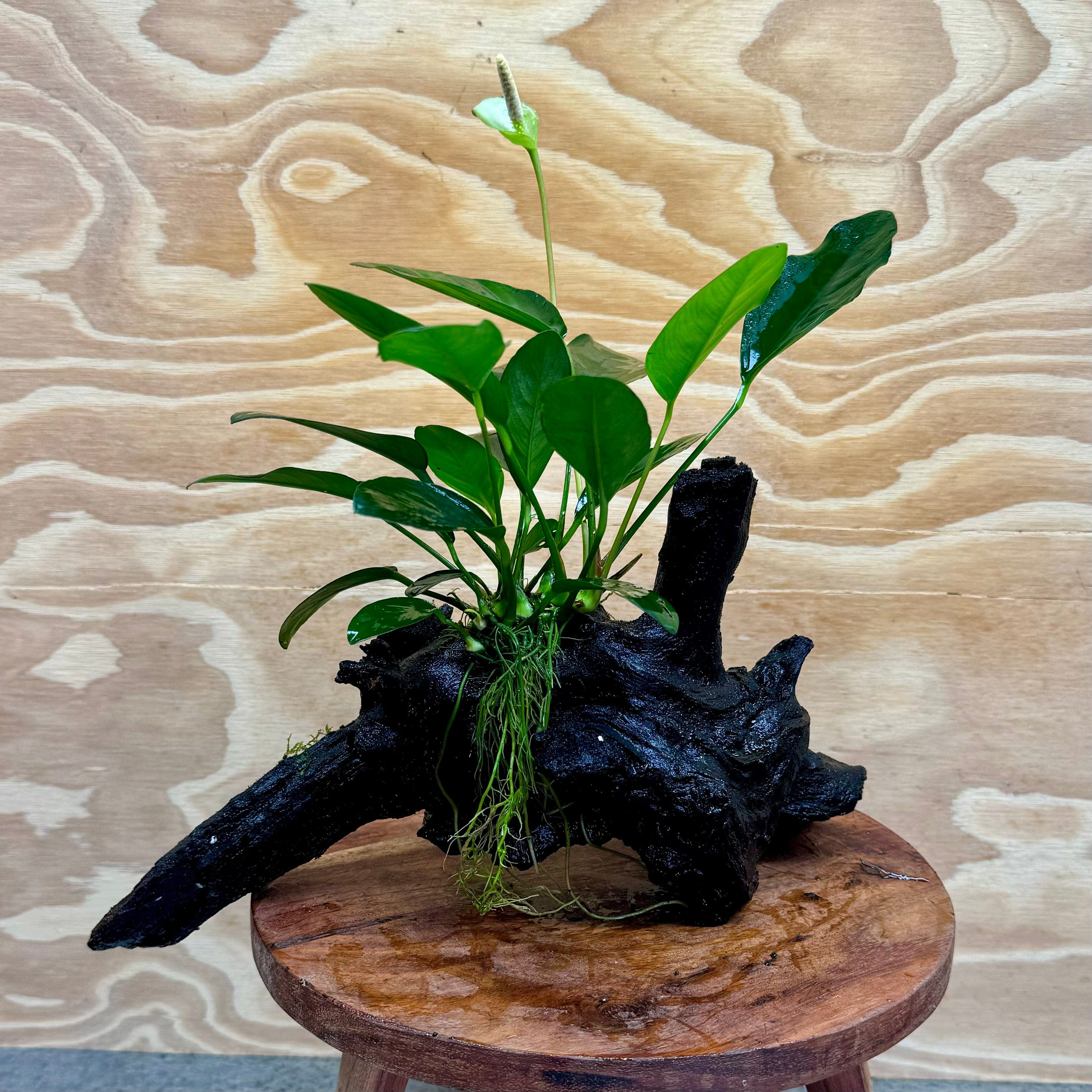 Pisces Enterprises Driftwood Creation Anubias 'Lucy' on Medium Driftwood Creation