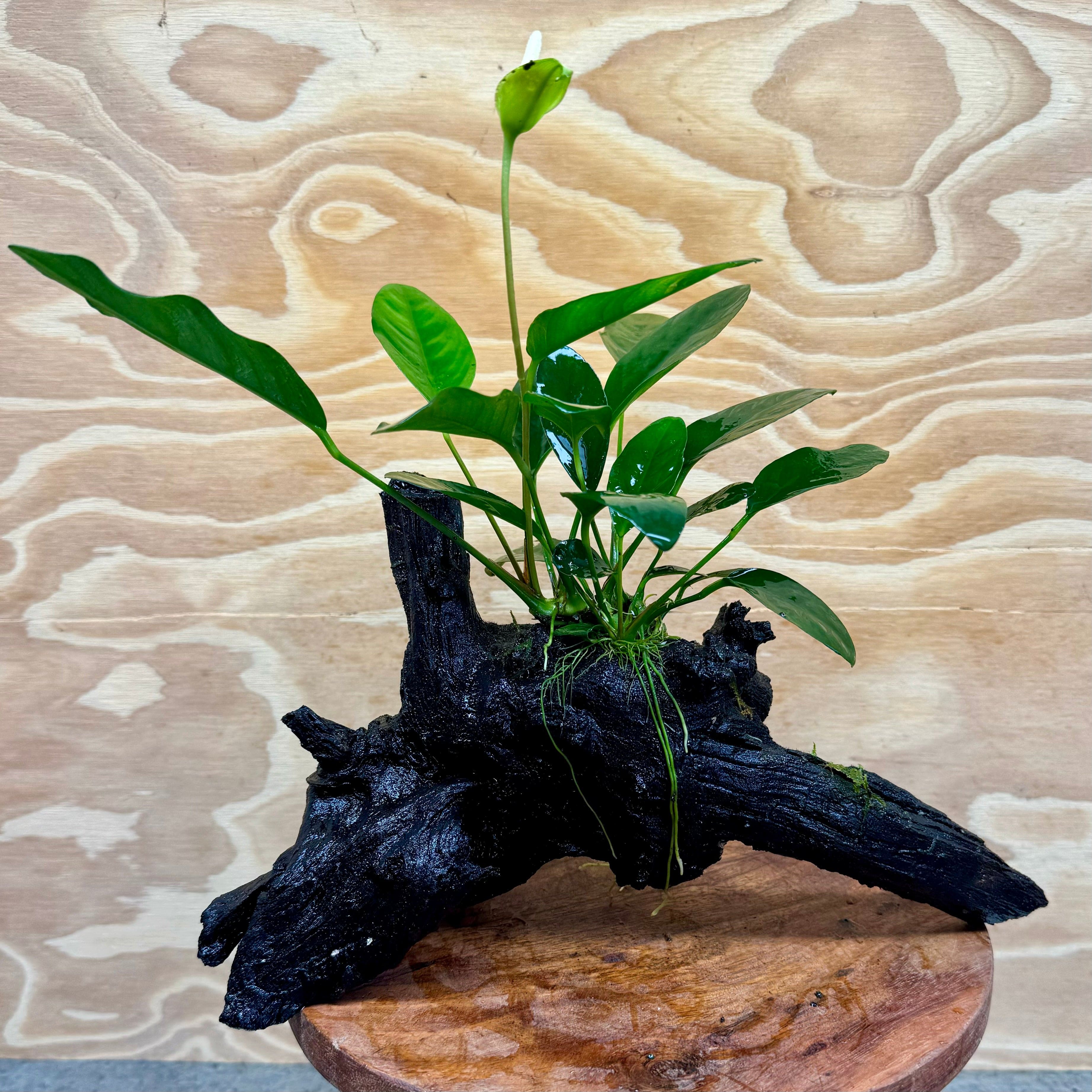 Pisces Enterprises Driftwood Creation Anubias 'Lucy' on Medium Driftwood Creation