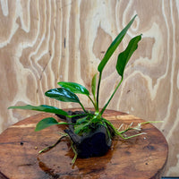 Pisces Enterprises Driftwood Creation Anubias 'Lucy' on Mini Driftwood Creation Anubias 'Lucy' on Mini Driftwood Creation Aquatic Plant for Sale Aust.
