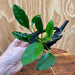 Pisces Enterprises Driftwood Creation Anubias 'Lucy' on Mini Driftwood Creation Anubias 'Lucy' on Mini Driftwood Creation Aquatic Plant for Sale Aust.