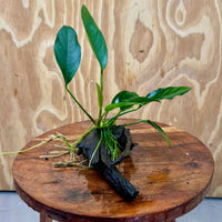 Pisces Enterprises Driftwood Creation Anubias 'Lucy' on Mini Driftwood Creation Anubias 'Lucy' on Mini Driftwood Creation Aquatic Plant for Sale Aust.