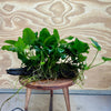 Pisces Enterprises Driftwood Creation Anubias 'Nana' Mother Plant on Medium Driftwood Creation - One Only Anubias Nana on Medium Swirl Driftwood - Aquarium Plants Australia - One Only