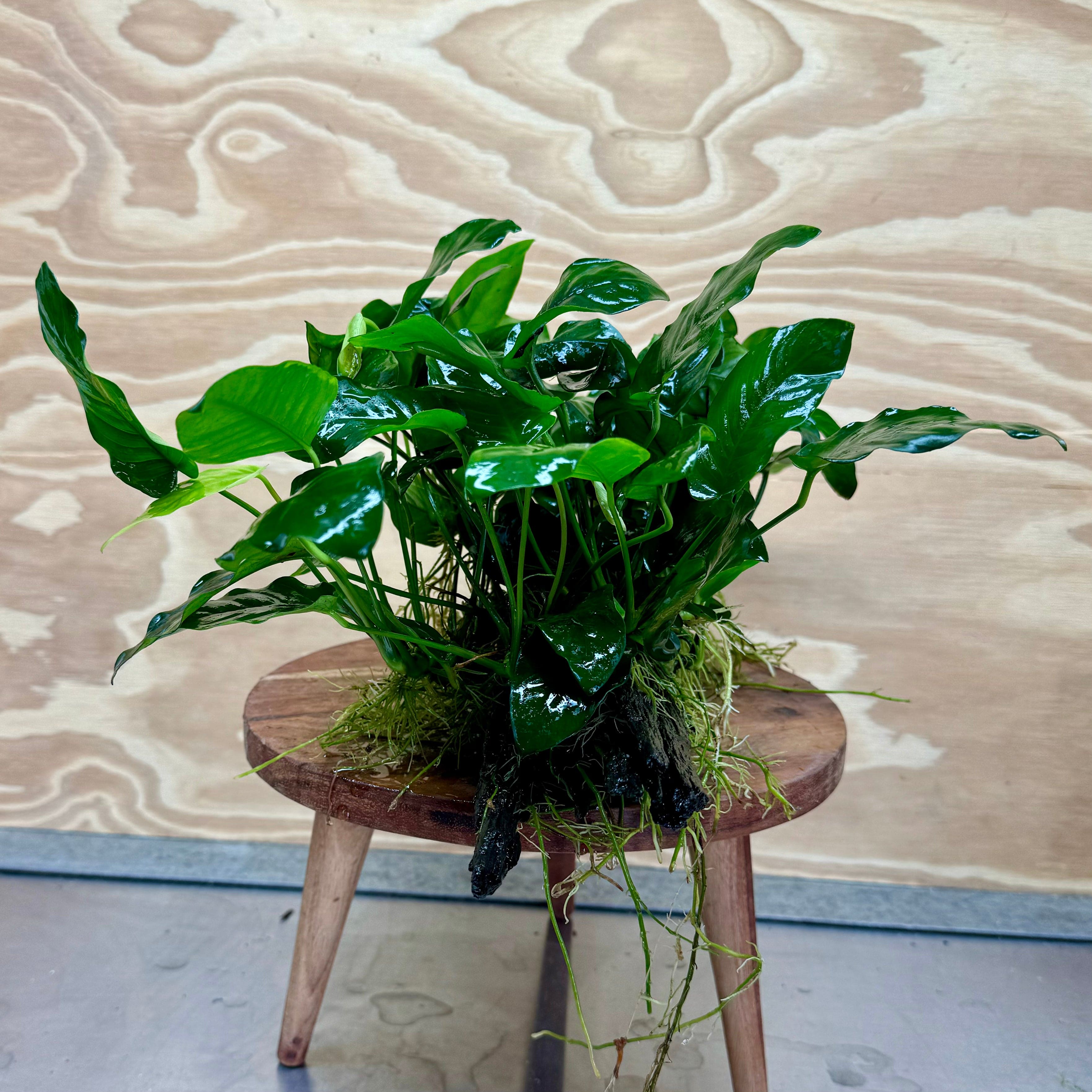 Pisces Enterprises Driftwood Creation Anubias 'Nana' Mother Plant on Medium Driftwood Creation - One Only Anubias Nana on Medium Swirl Driftwood - Aquarium Plants Australia - One Only