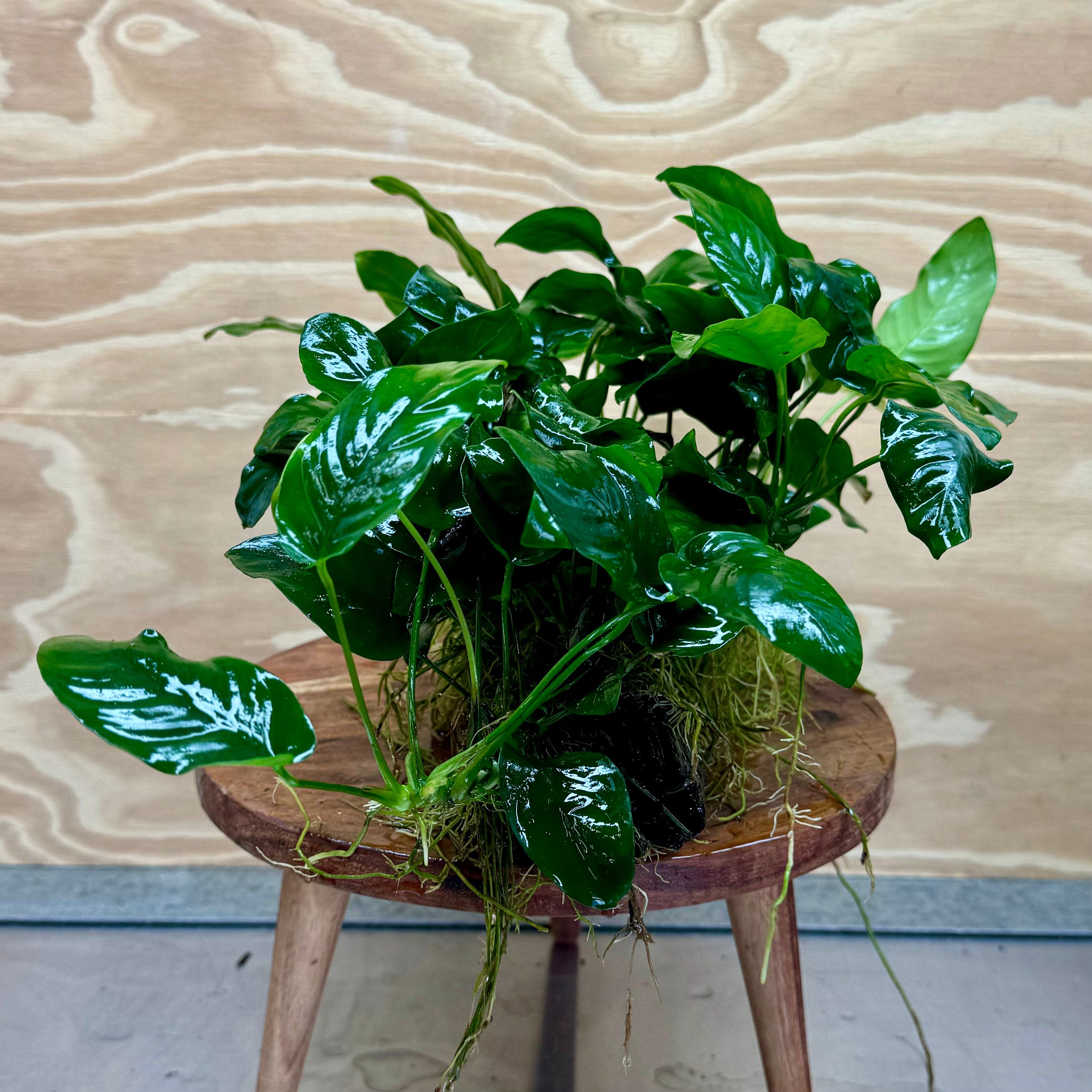 Pisces Enterprises Driftwood Creation Anubias 'Nana' Mother Plant on Medium Driftwood Creation - One Only Anubias Nana on Medium Swirl Driftwood - Aquarium Plants Australia - One Only