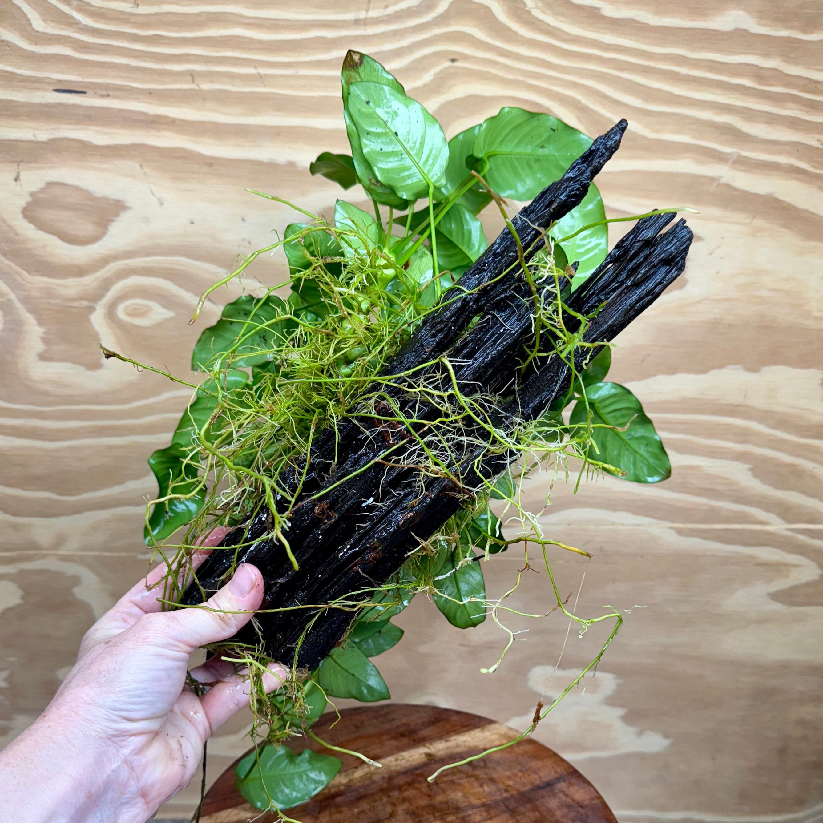 Pisces Enterprises Driftwood Creation Anubias 'Nana' Mother Plant on Medium Driftwood Creation - One Only Anubias Nana on Medium Swirl Driftwood - Aquarium Plants Australia - One Only