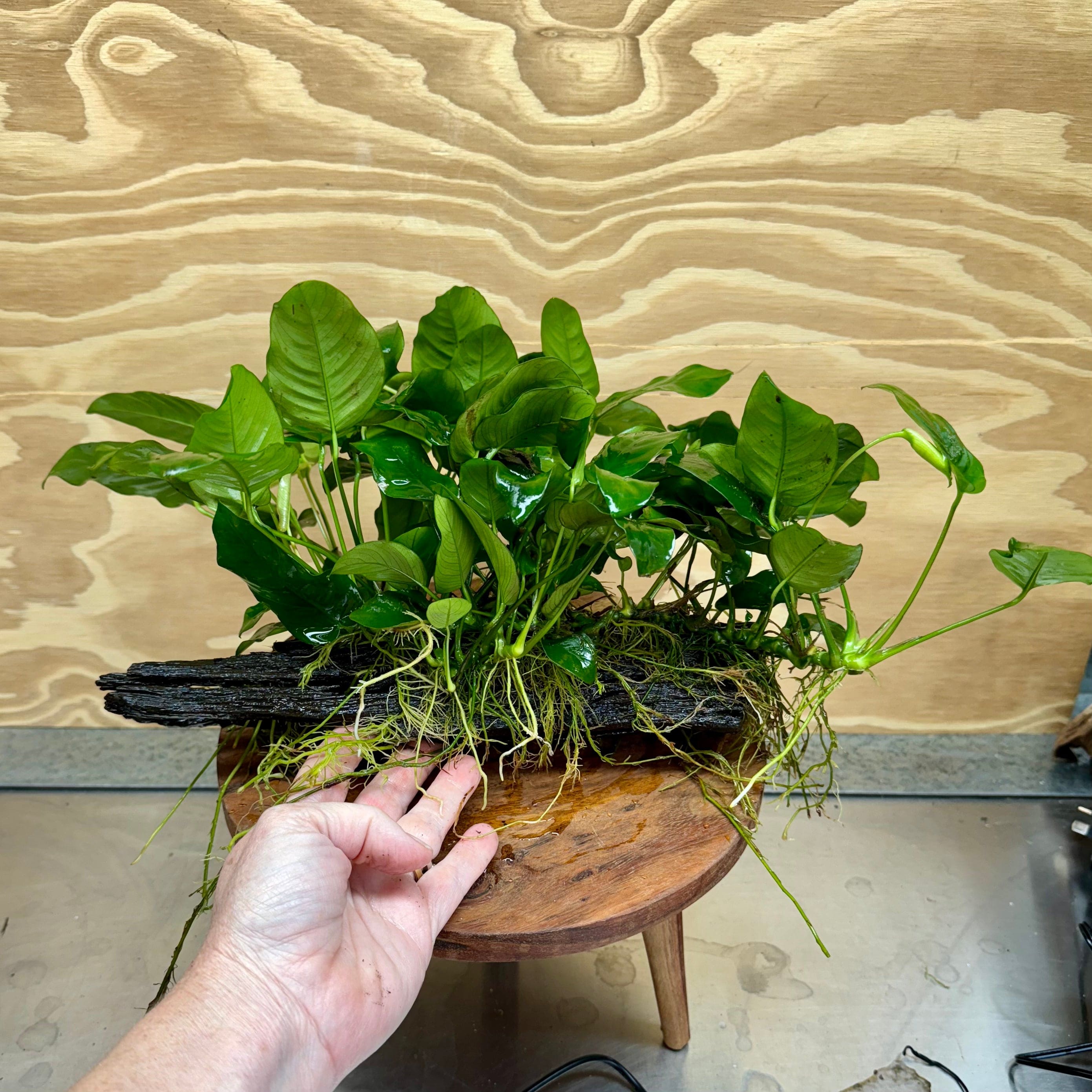 Pisces Enterprises Driftwood Creation Anubias 'Nana' Mother Plant on Medium Driftwood Creation - One Only Anubias Nana on Medium Swirl Driftwood - Aquarium Plants Australia - One Only