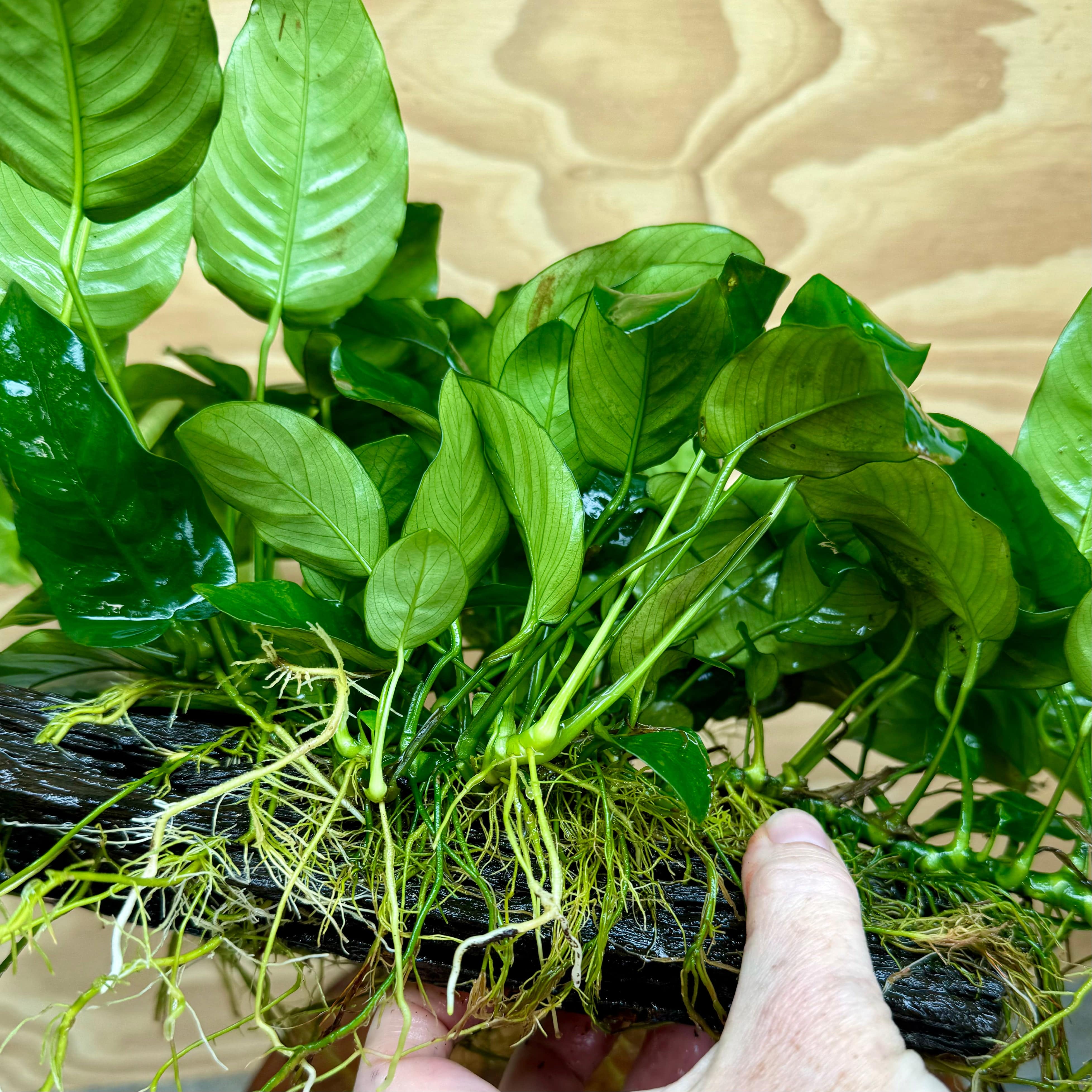 Pisces Enterprises Driftwood Creation Anubias 'Nana' Mother Plant on Medium Driftwood Creation - One Only Anubias Nana on Medium Swirl Driftwood - Aquarium Plants Australia - One Only