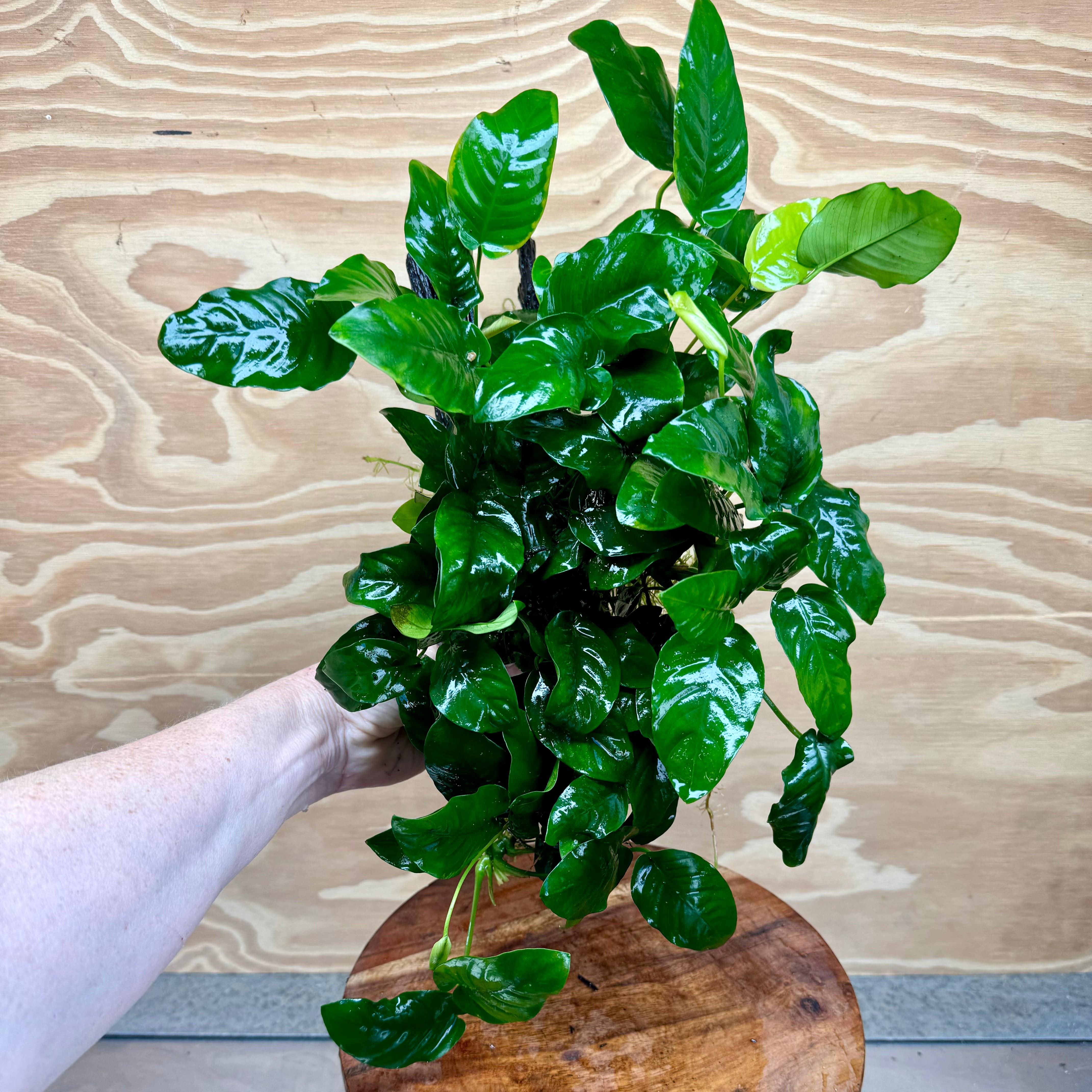 Pisces Enterprises Driftwood Creation Anubias 'Nana' Mother Plant on Medium Driftwood Creation - One Only Anubias Nana on Medium Swirl Driftwood - Aquarium Plants Australia - One Only