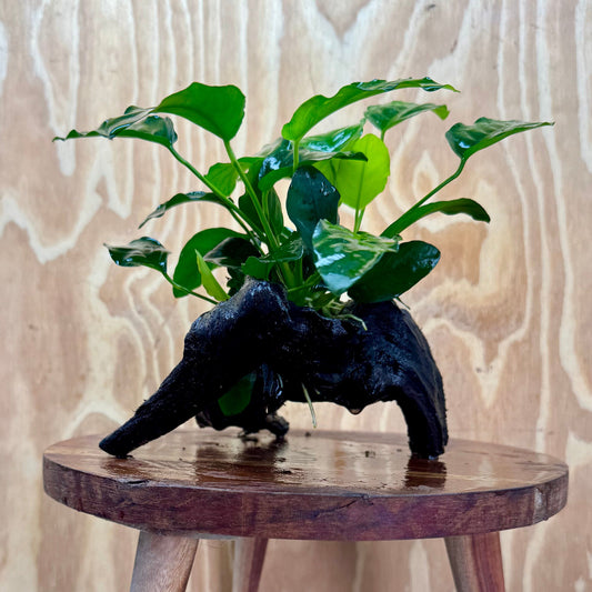 Pisces Enterprises Driftwood Creation Anubias 'Nana' on Medium Driftwood Creation Anubias Nana on Medium Driftwood - Aquarium Plants Australia