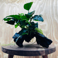 Pisces Enterprises Driftwood Creation Anubias 'Nana' on Medium Driftwood Creation Anubias Nana on Medium Driftwood - Aquarium Plants Australia