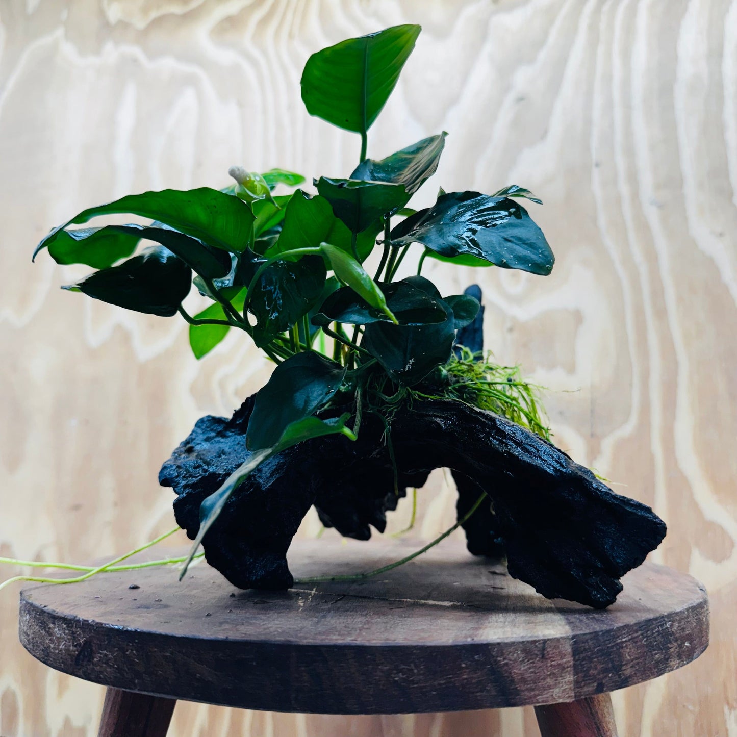 Pisces Enterprises Driftwood Creation Anubias 'Nana' on Medium Driftwood Creation Anubias Nana on Medium Driftwood - Aquarium Plants Australia