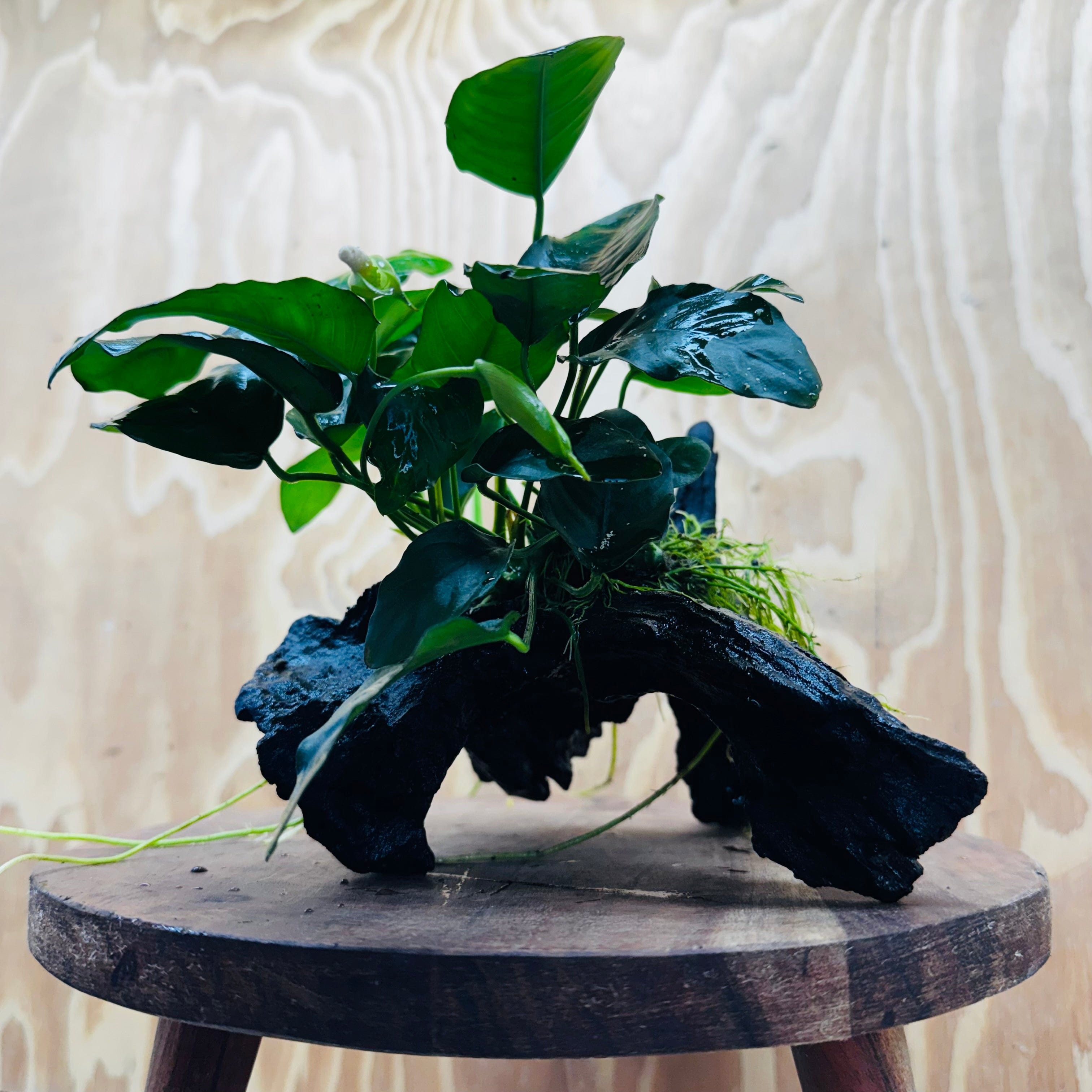 Pisces Enterprises Driftwood Creation Anubias 'Nana' on Medium Driftwood Creation Anubias Nana on Medium Driftwood - Aquarium Plants Australia