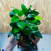 Pisces Enterprises Driftwood Creation Anubias 'Nana' on Medium Driftwood Creation Anubias Nana on Medium Driftwood - Aquarium Plants Australia