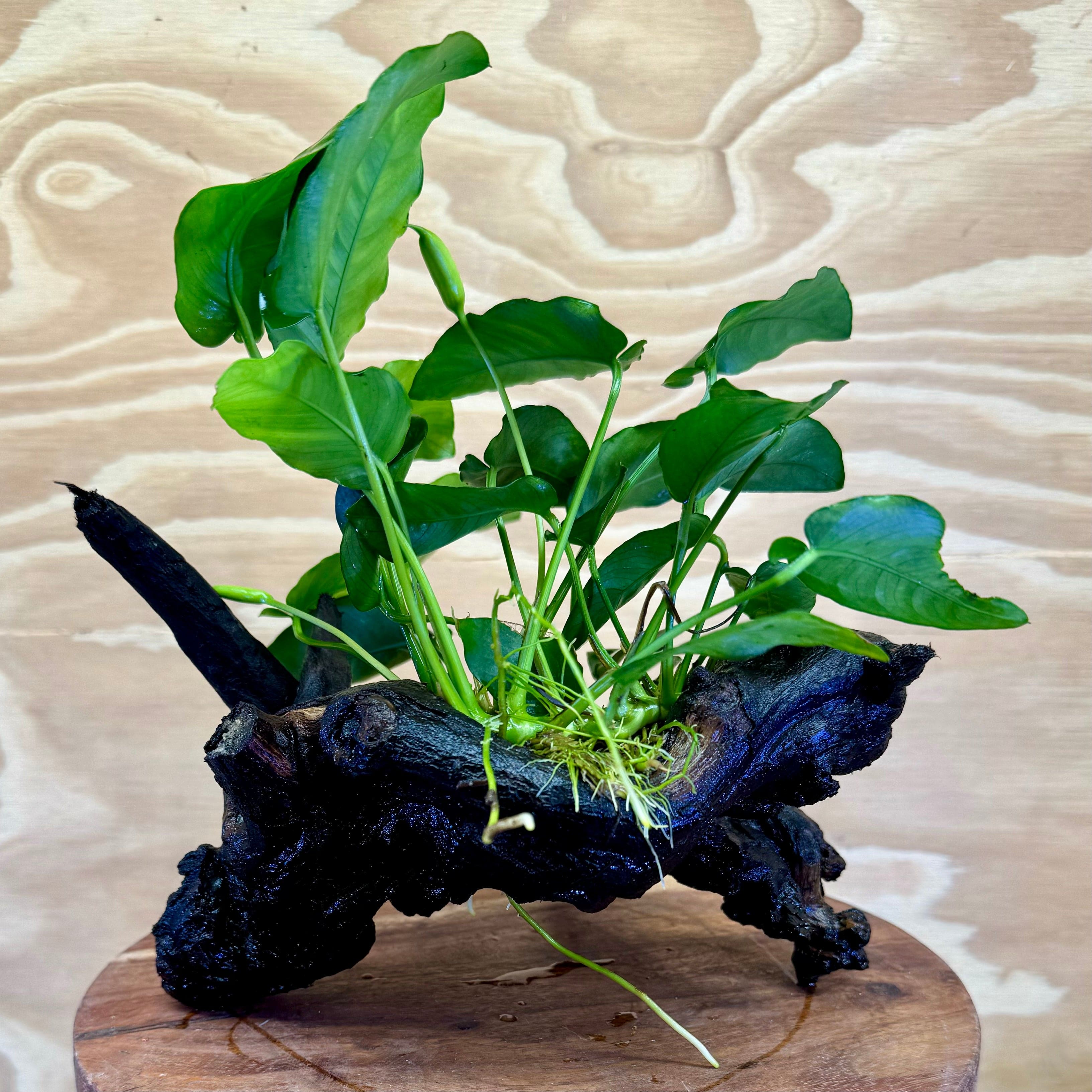 Pisces Enterprises Driftwood Creation Anubias 'Nana' on Medium Driftwood Creation Anubias Nana on Medium Driftwood - Aquarium Plants Australia