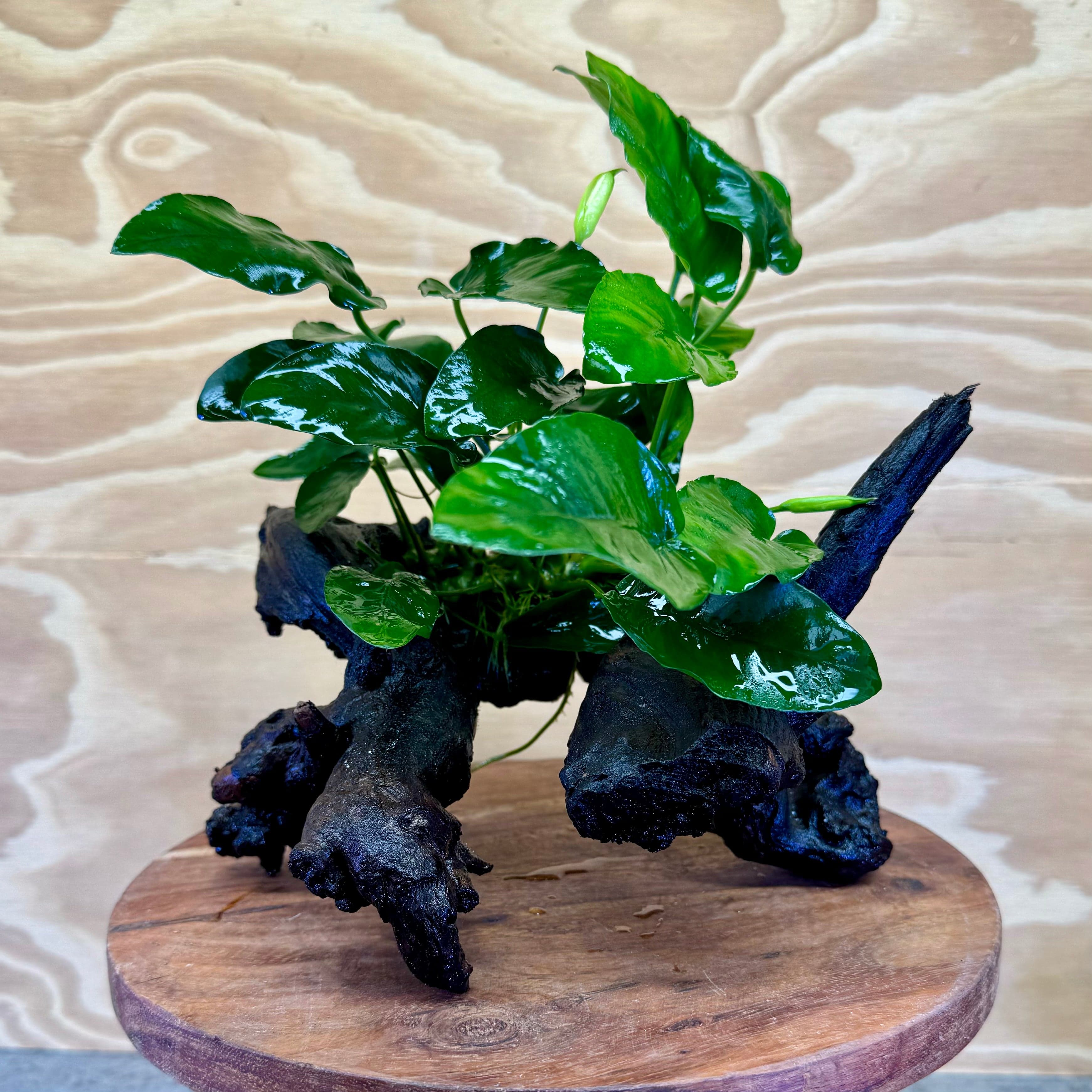 Pisces Enterprises Driftwood Creation Anubias 'Nana' on Medium Driftwood Creation Anubias Nana on Medium Driftwood - Aquarium Plants Australia