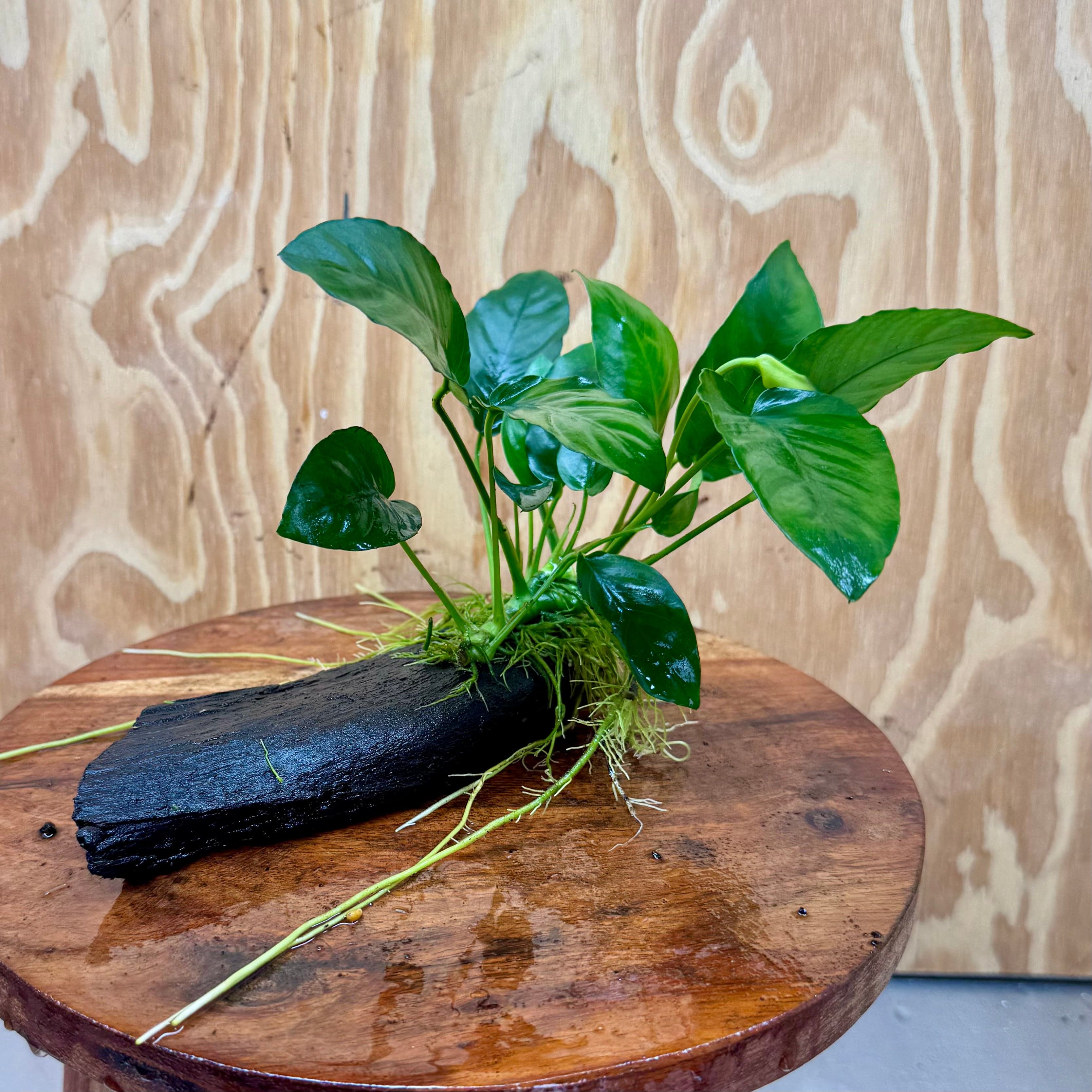 Pisces Enterprises Driftwood Creation Anubias 'Nana' on Mini Driftwood Creation Anubias Nana on Mini Driftwood - Aquarium Plants Australia