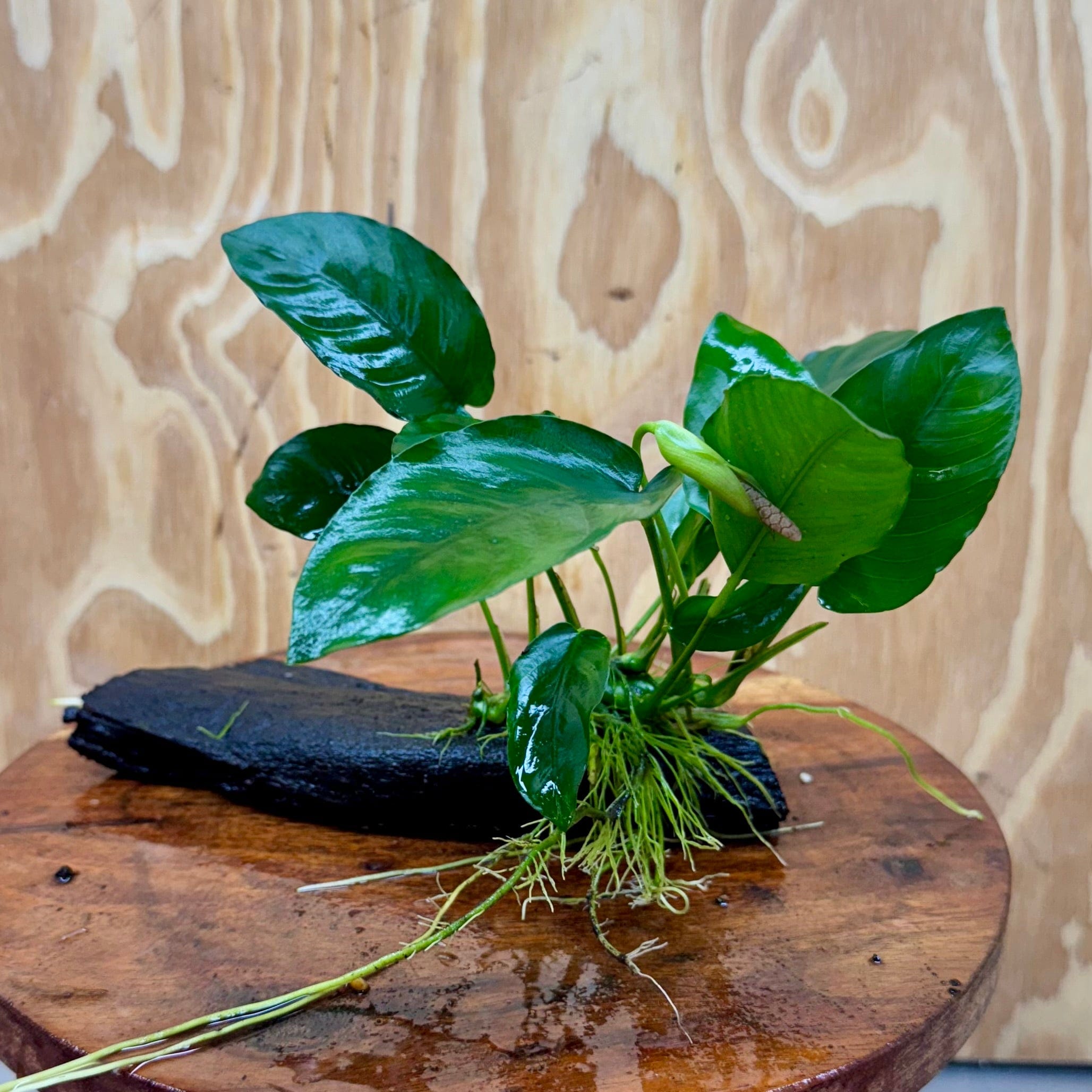 Pisces Enterprises Driftwood Creation Anubias 'Nana' on Mini Driftwood Creation Anubias Nana on Mini Driftwood - Aquarium Plants Australia