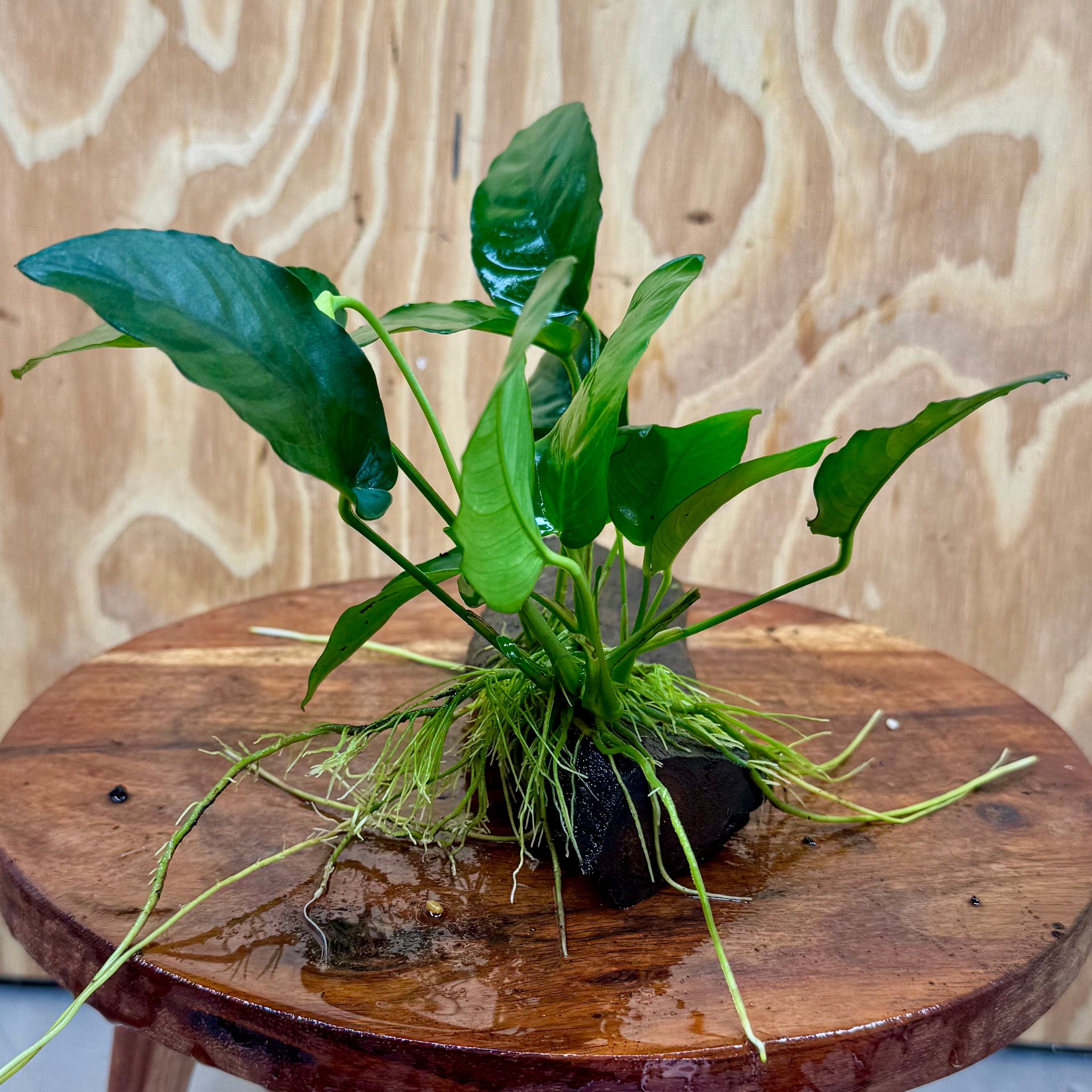 Pisces Enterprises Driftwood Creation Anubias 'Nana' on Mini Driftwood Creation Anubias Nana on Mini Driftwood - Aquarium Plants Australia