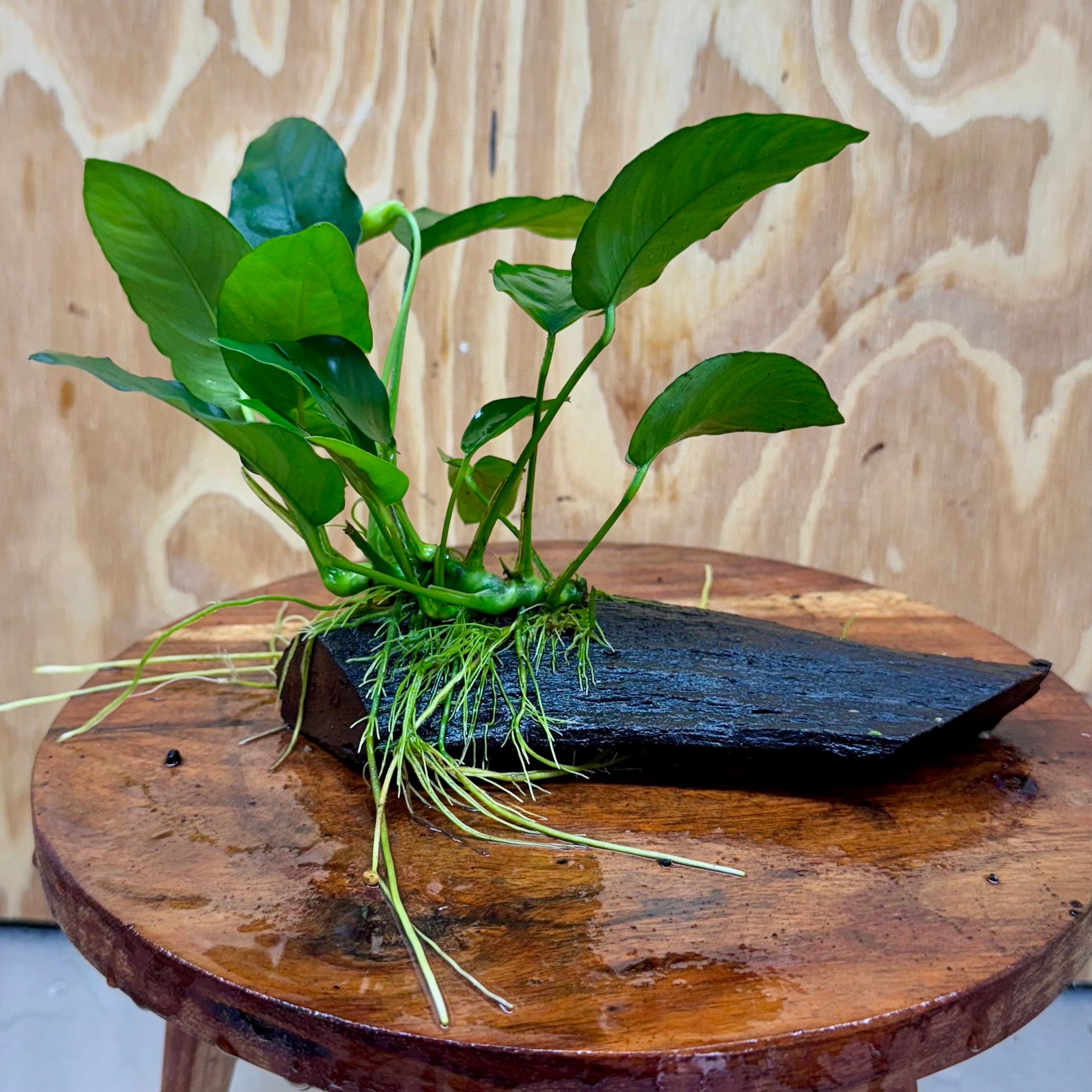 Pisces Enterprises Driftwood Creation Anubias 'Nana' on Mini Driftwood Creation Anubias Nana on Mini Driftwood - Aquarium Plants Australia