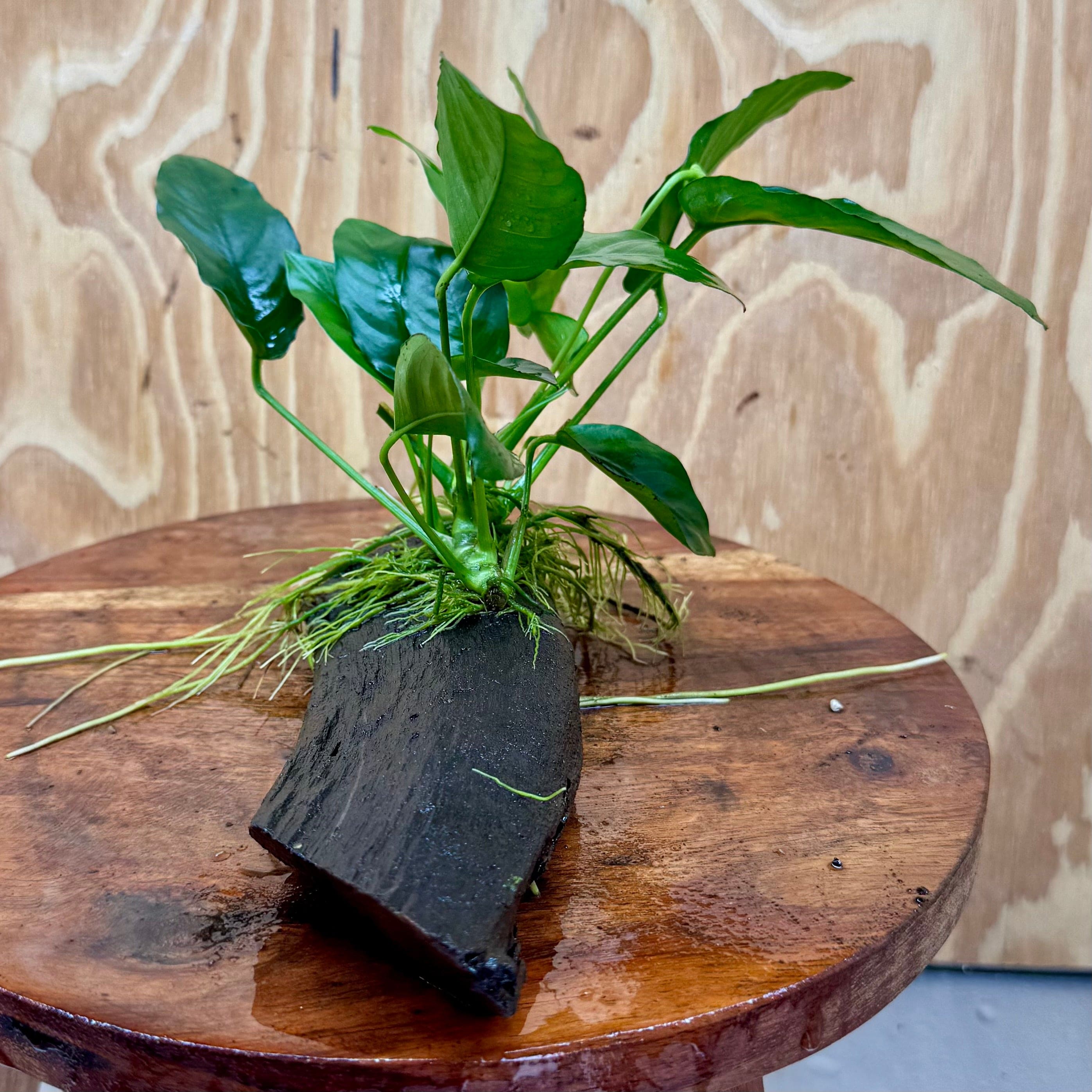 Pisces Enterprises Driftwood Creation Anubias 'Nana' on Mini Driftwood Creation Anubias Nana on Mini Driftwood - Aquarium Plants Australia