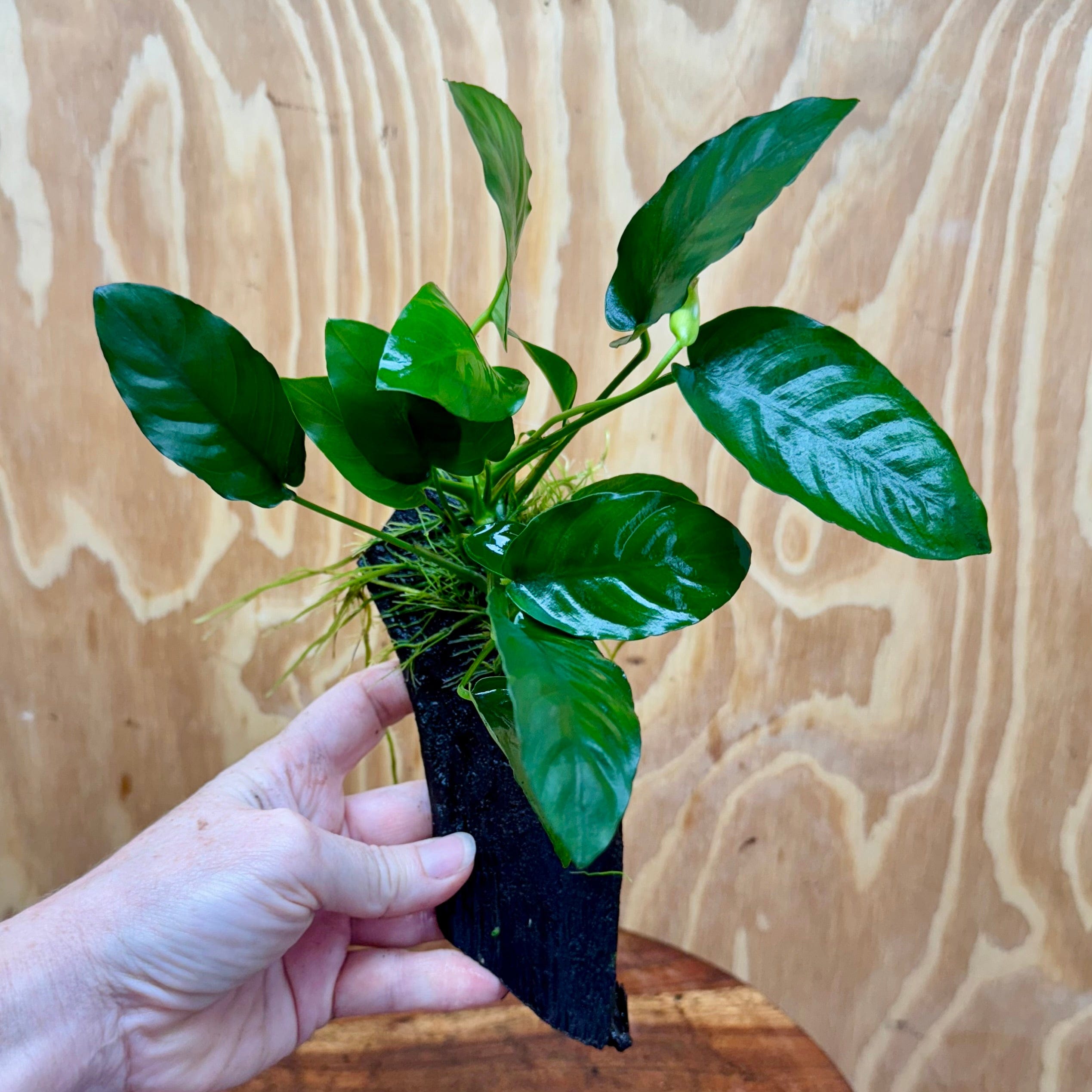 Pisces Enterprises Driftwood Creation Anubias 'Nana' on Mini Driftwood Creation Anubias Nana on Mini Driftwood - Aquarium Plants Australia