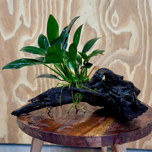 Pisces Enterprises Driftwood Creation Anubias ‘Old-Type’ Afzelli on Medium Driftwood Creation Anubias Old type Afzelli on Medium Driftwood - Aquarium Plants