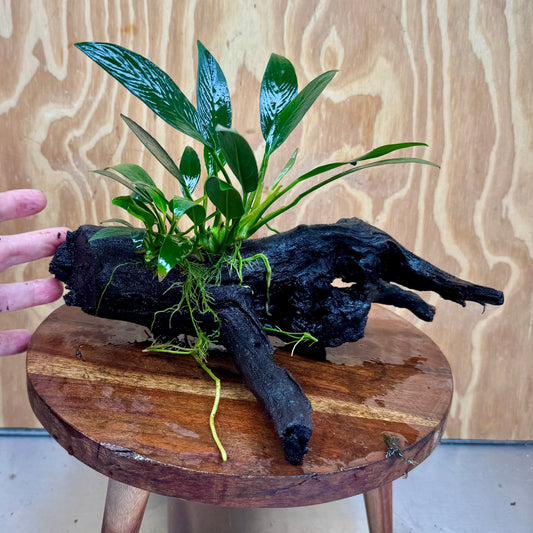Pisces Enterprises Driftwood Creation Anubias ‘Old-Type’ Afzelli on Medium Driftwood Creation Anubias Old type Afzelli on Medium Driftwood - Aquarium Plants