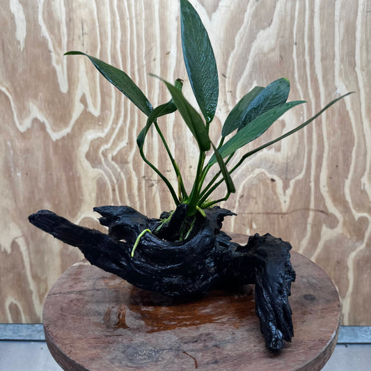 Pisces Enterprises Driftwood Creation Anubias ‘Old-Type’ Afzelli on Medium Driftwood Creation Anubias Old type Afzelli on Medium Driftwood - Aquarium Plants