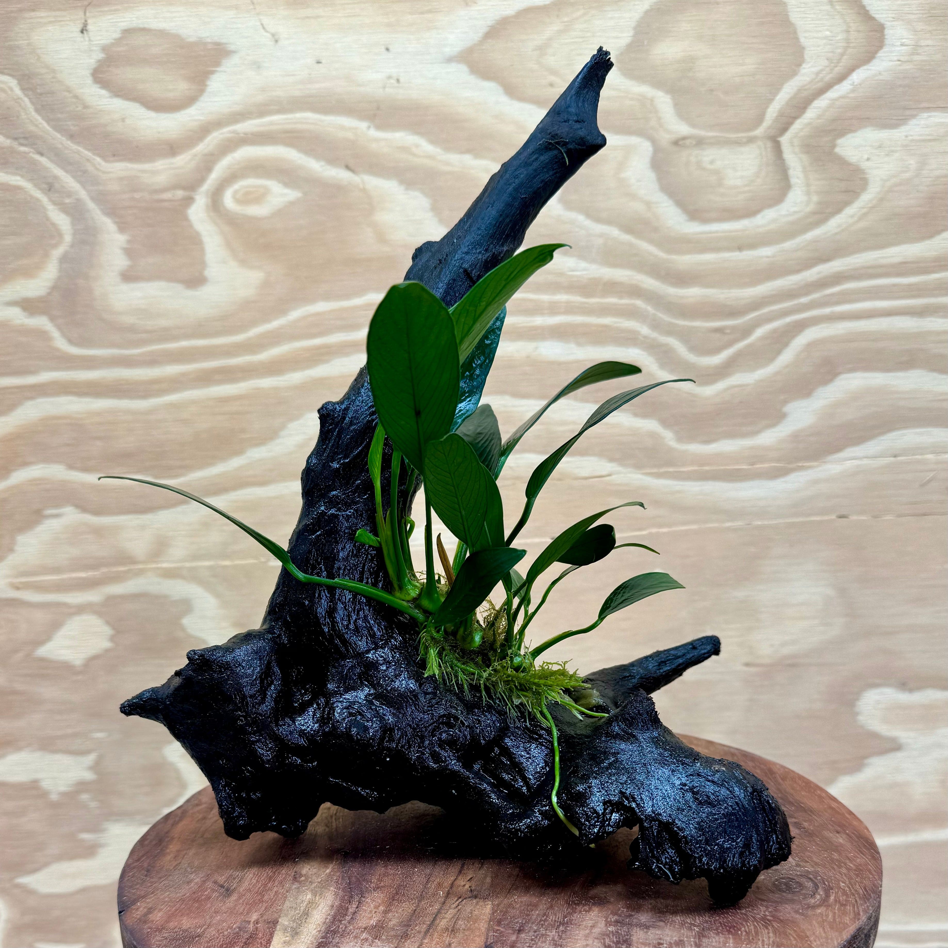 Pisces Enterprises Driftwood Creation Anubias ‘Old-Type’ Afzelli on Medium Driftwood Creation Anubias Old type Afzelli on Medium Driftwood - Aquarium Plants