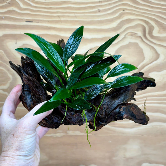 Pisces Enterprises Driftwood Creation Anubias ‘Old-Type’ Afzelli on Medium Driftwood Creation Anubias Old type Afzelli on Medium Driftwood - Aquarium Plants