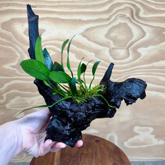 Pisces Enterprises Driftwood Creation Anubias ‘Old-Type’ Afzelli on Medium Driftwood Creation Anubias Old type Afzelli on Medium Driftwood - Aquarium Plants