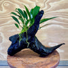 Pisces Enterprises Driftwood Creation Anubias ‘Old-Type’ Afzelli on Medium Driftwood Creation Anubias Old type Afzelli on Medium Driftwood - Aquarium Plants