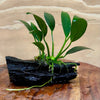 Pisces Enterprises Driftwood Creation Anubias ‘Old-Type’ Afzelli on Mini Driftwood Creation Anubias Old type Afzelli on Mini Driftwood - Aquarium Plants Australia