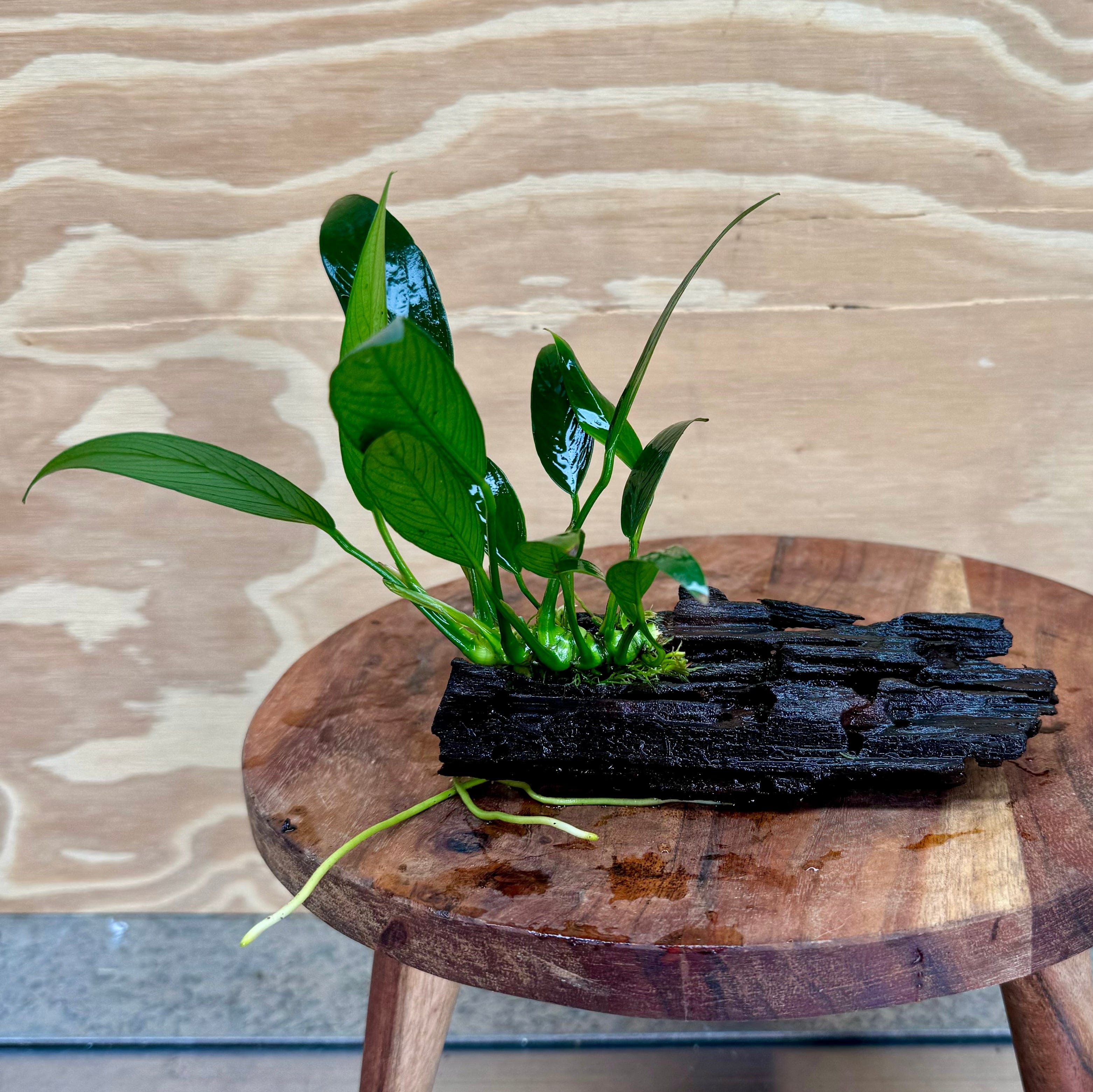 Pisces Enterprises Driftwood Creation Anubias ‘Old-Type’ Afzelli on Mini Driftwood Creation Anubias Old type Afzelli on Mini Driftwood - Aquarium Plants Australia