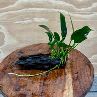 Pisces Enterprises Driftwood Creation Anubias ‘Old-Type’ Afzelli on Mini Driftwood Creation Anubias Old type Afzelli on Mini Driftwood - Aquarium Plants Australia