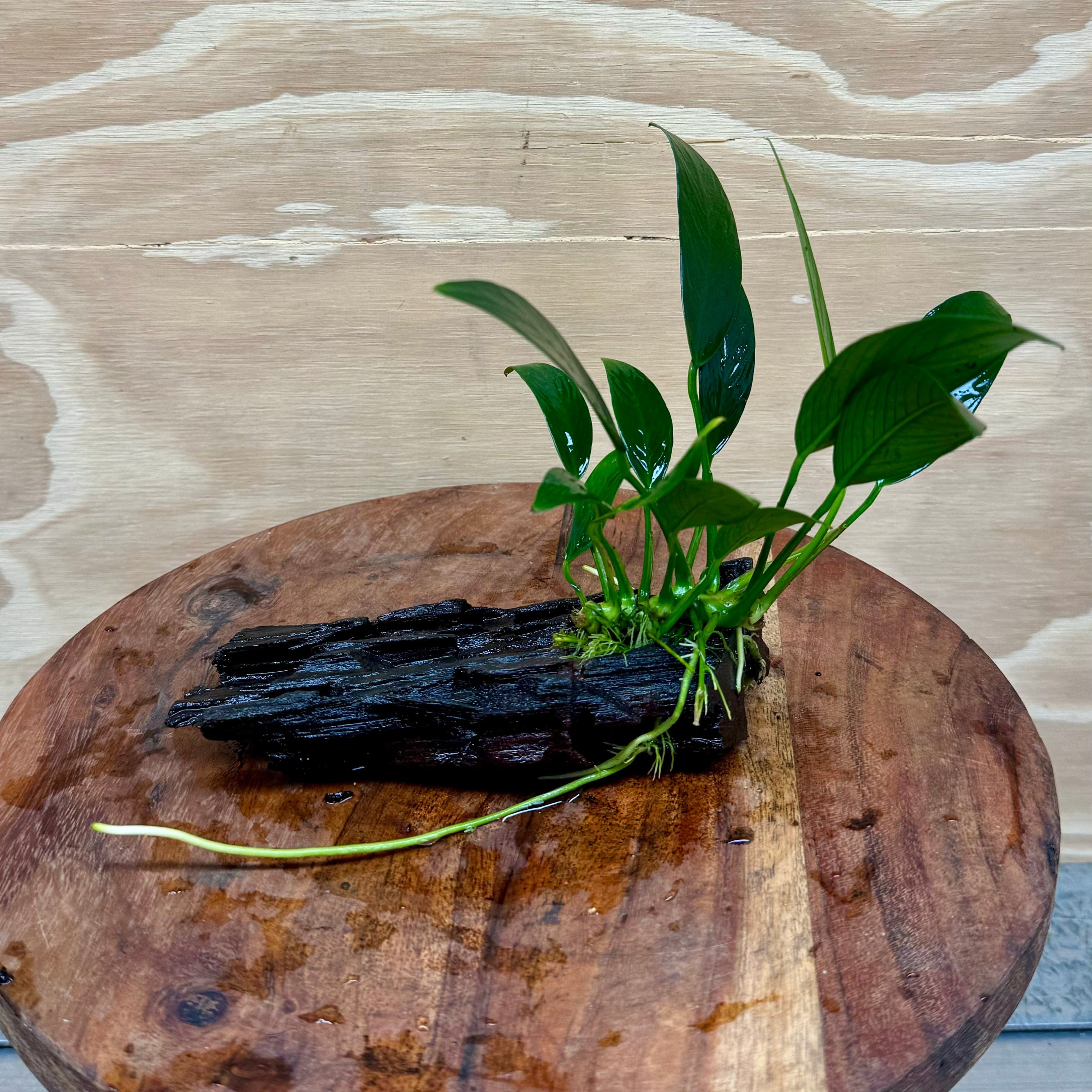 Pisces Enterprises Driftwood Creation Anubias ‘Old-Type’ Afzelli on Mini Driftwood Creation Anubias Old type Afzelli on Mini Driftwood - Aquarium Plants Australia