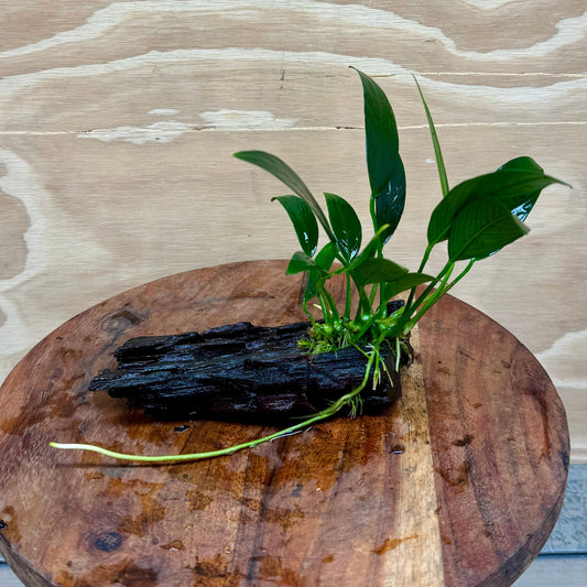 Pisces Enterprises Driftwood Creation Anubias ‘Old-Type’ Afzelli on Mini Driftwood Creation Anubias Old type Afzelli on Mini Driftwood - Aquarium Plants Australia