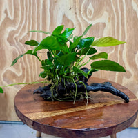 Pisces Enterprises Driftwood Creation Anubias Paco on Medium Driftwood Creation Anubias Paco on Medium Driftwood - Aquarium Plants Australia